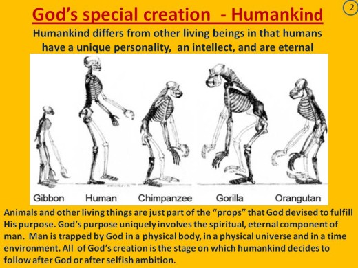 Darwin Evolution